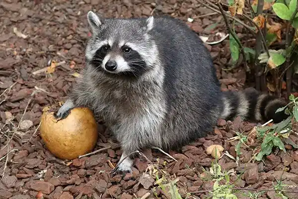 wild-raccoon